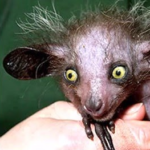 Profielfoto van Peter-swe